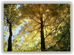Fall in Watkins Glen